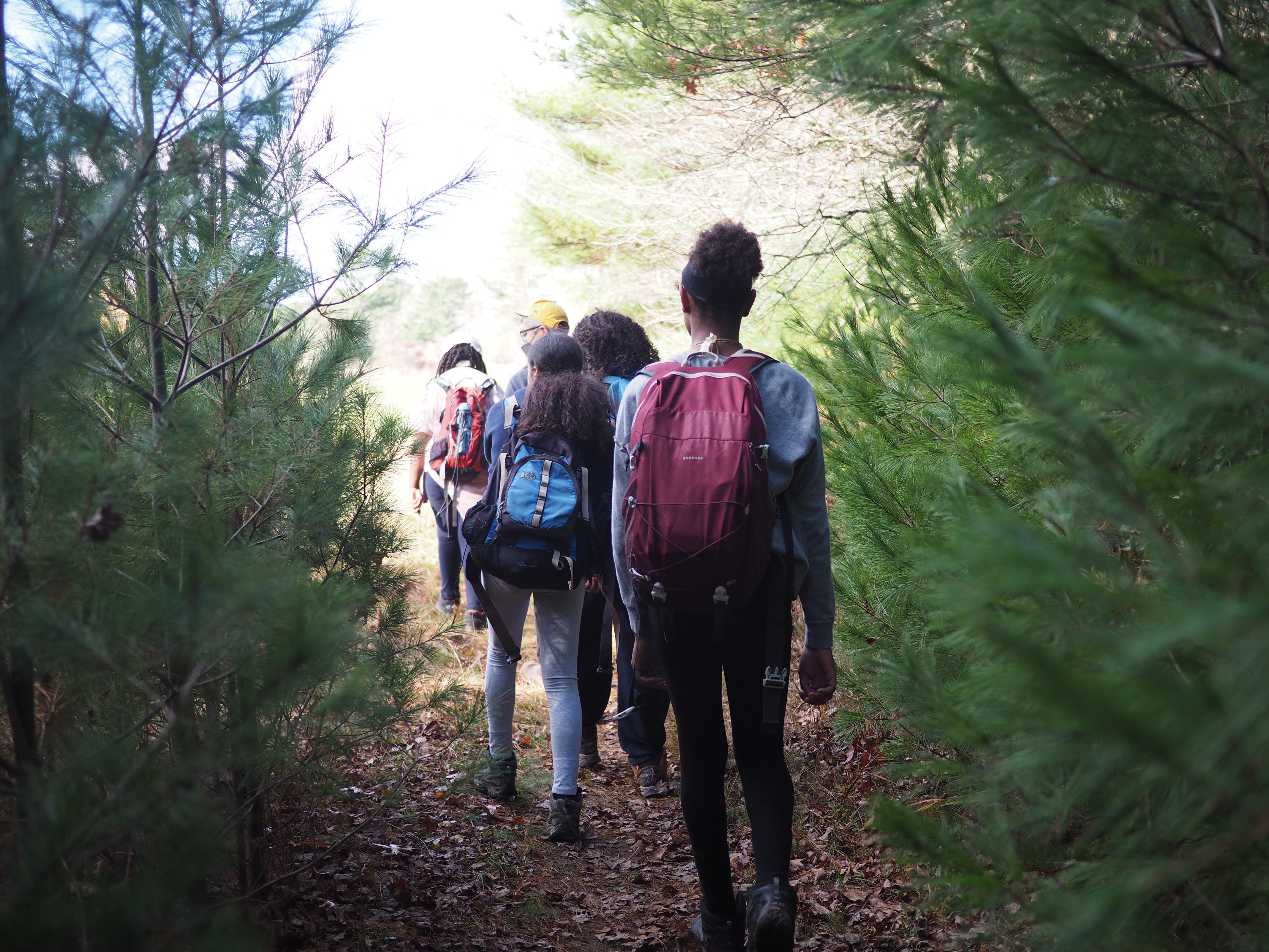 A group of young people walk through a grove of trees with their backs to the camera